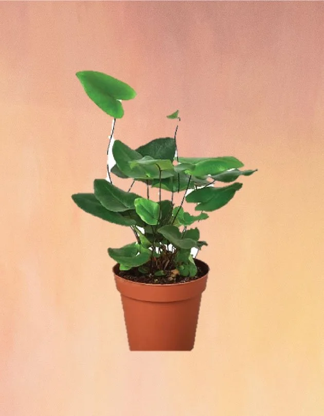 Hoya Sweetheart Variegated – Heart-Shaped Wax Plant, Low